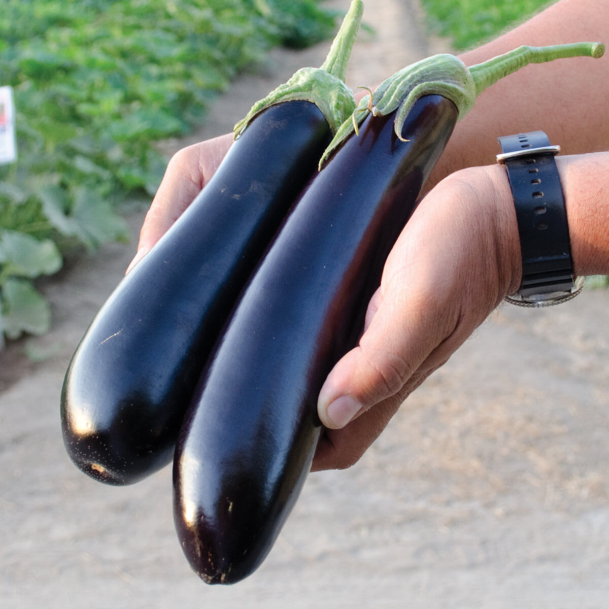 Eggplant Tucci NE Seed.jpg