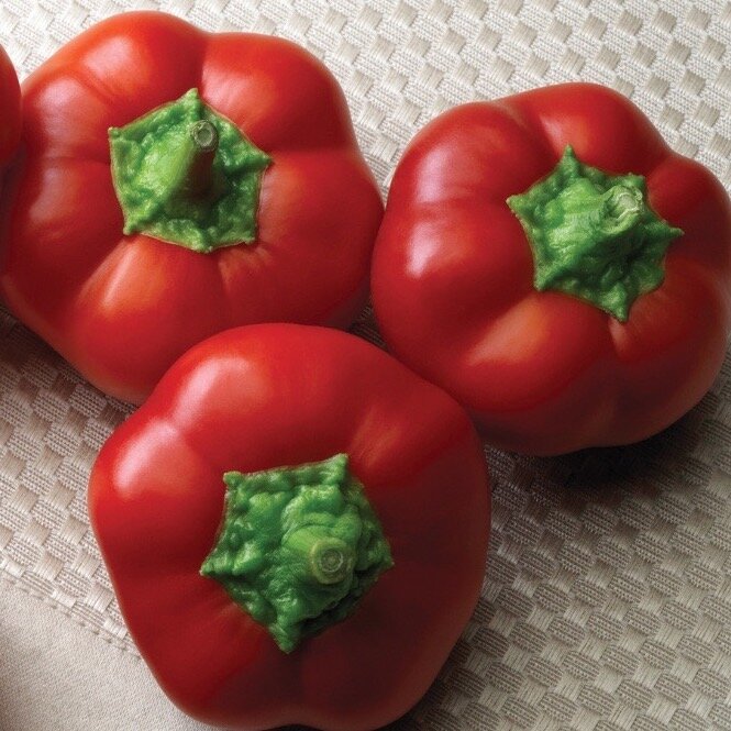 Pepper right-on-red Hoss.jpg