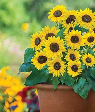 Sunflower Sunray Burpee.jpg