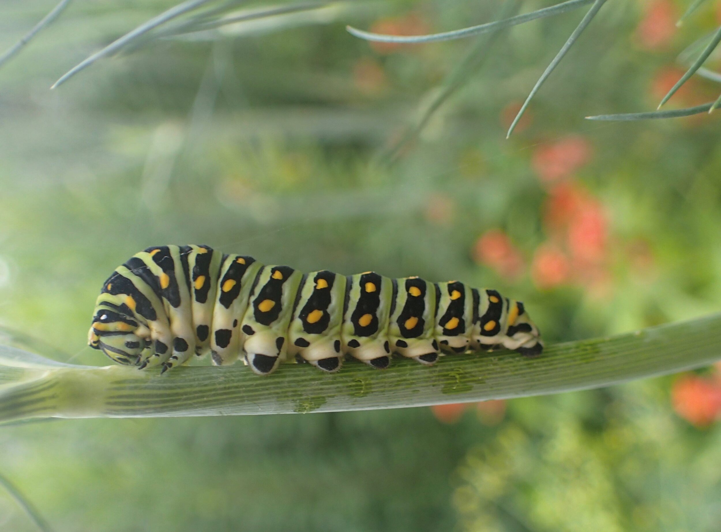 Dill with Swallowtail larva.jpg