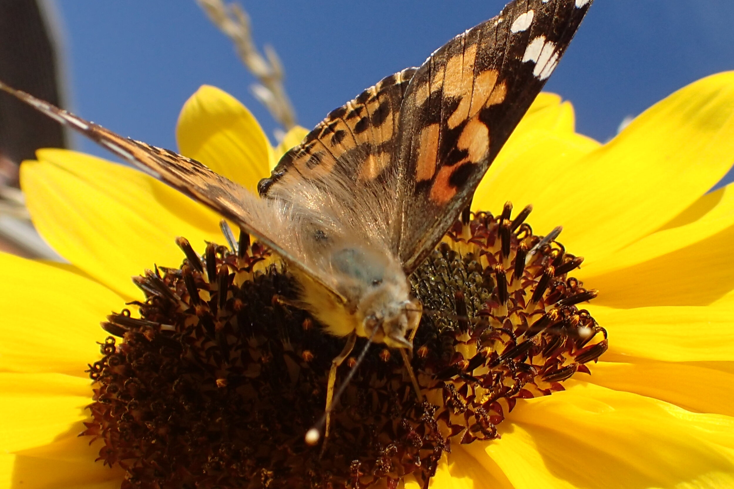 Sunflower with Painted Lady.jpg