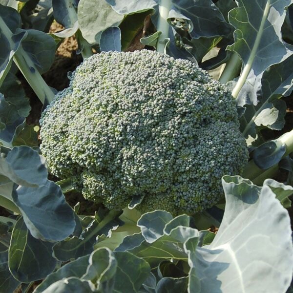 broccoli HMS.jpg