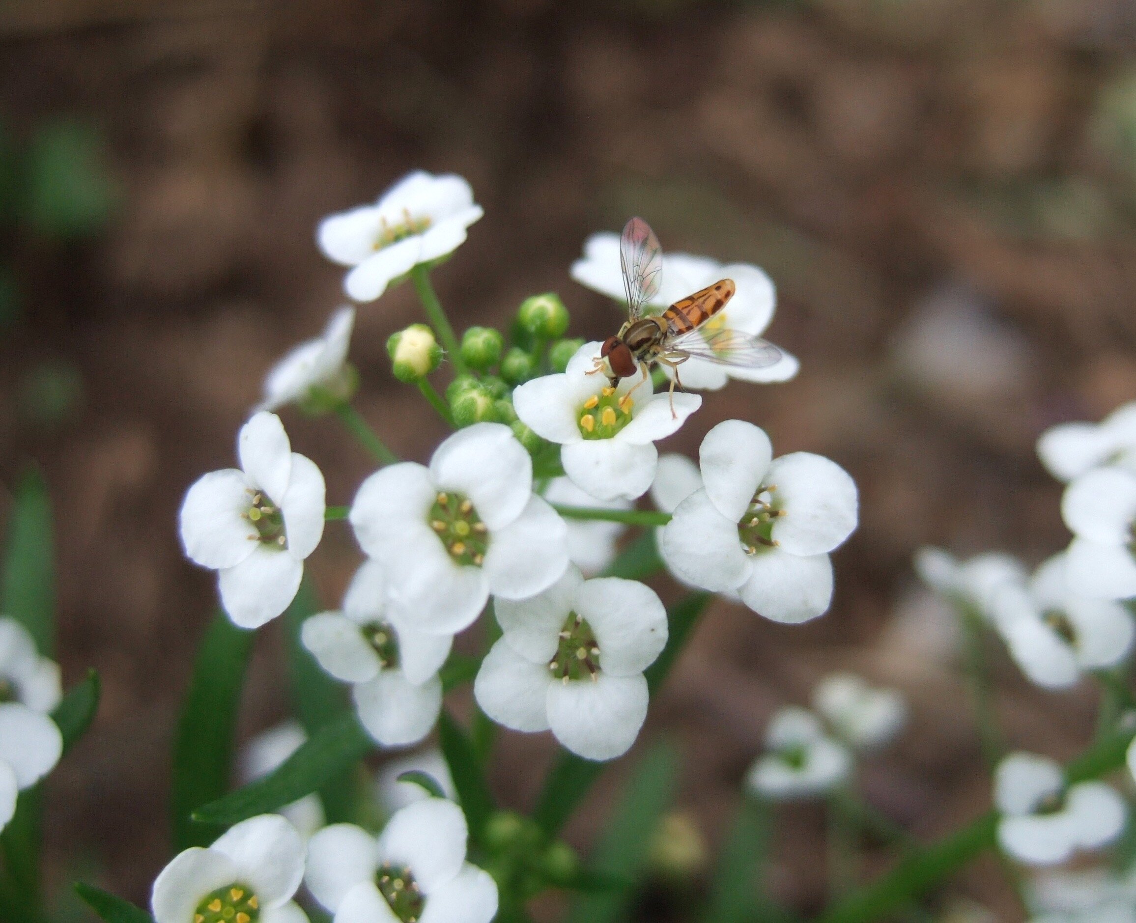 sweet alyssum with syrphid fly copy.jpg