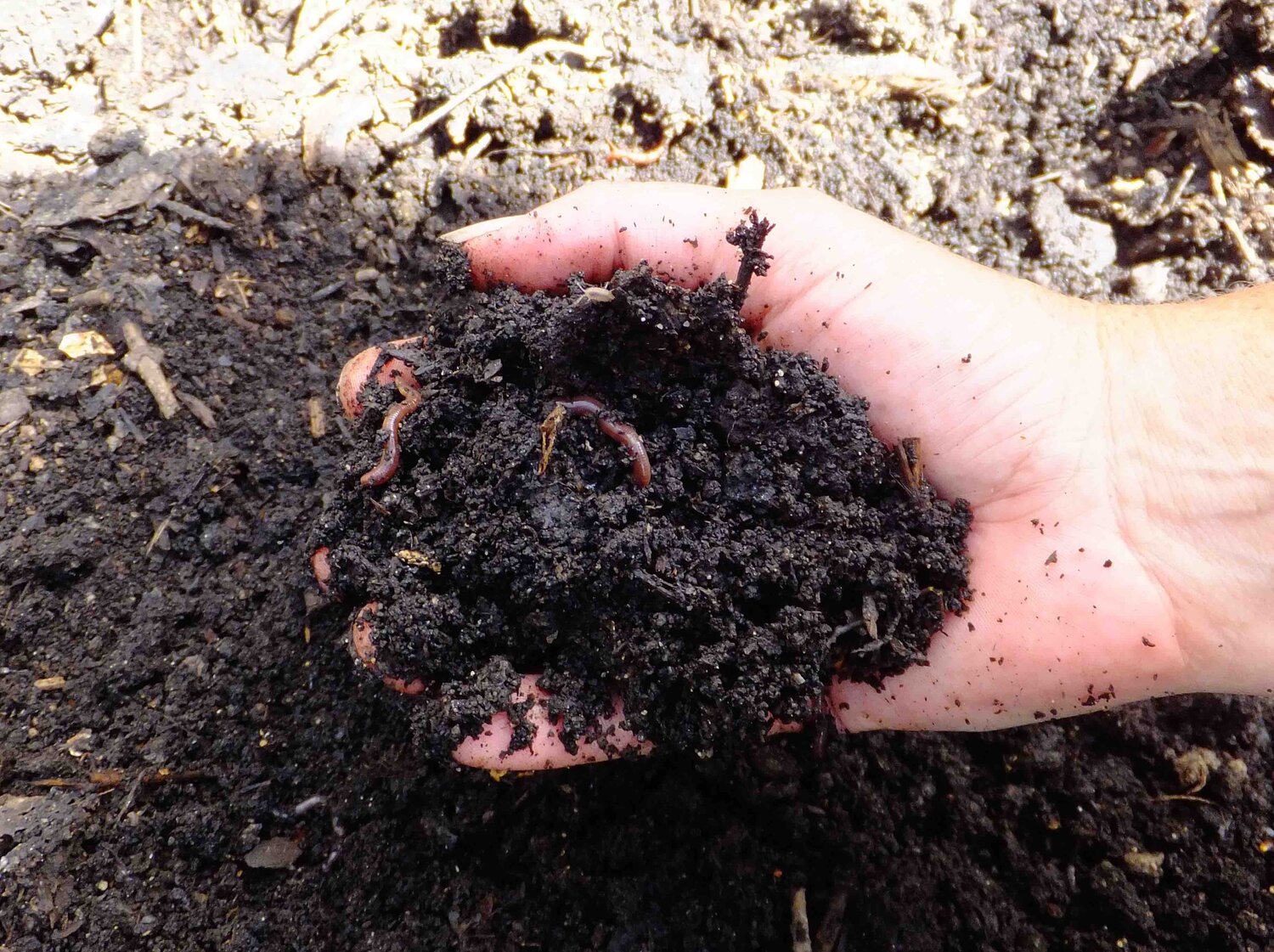 compost with worm.jpg