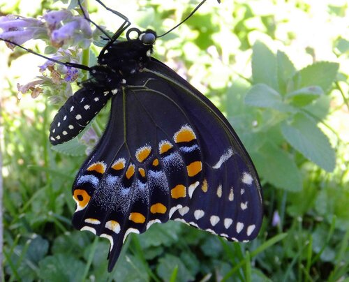 Black swallowtail butterfly.jpg