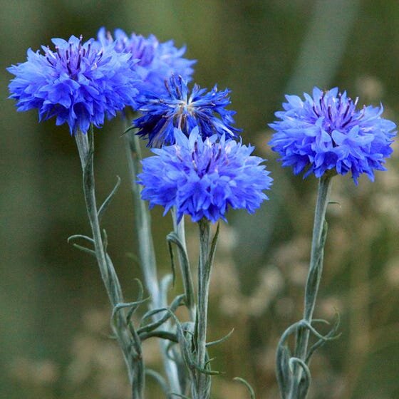 centaurea_cyanus_blue_cornflower AM.jpg