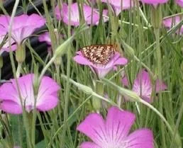 agrostemma-pink-and-purple-72dpi-2.jpg