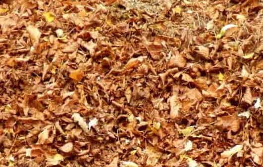 shredded-leaves.jpg