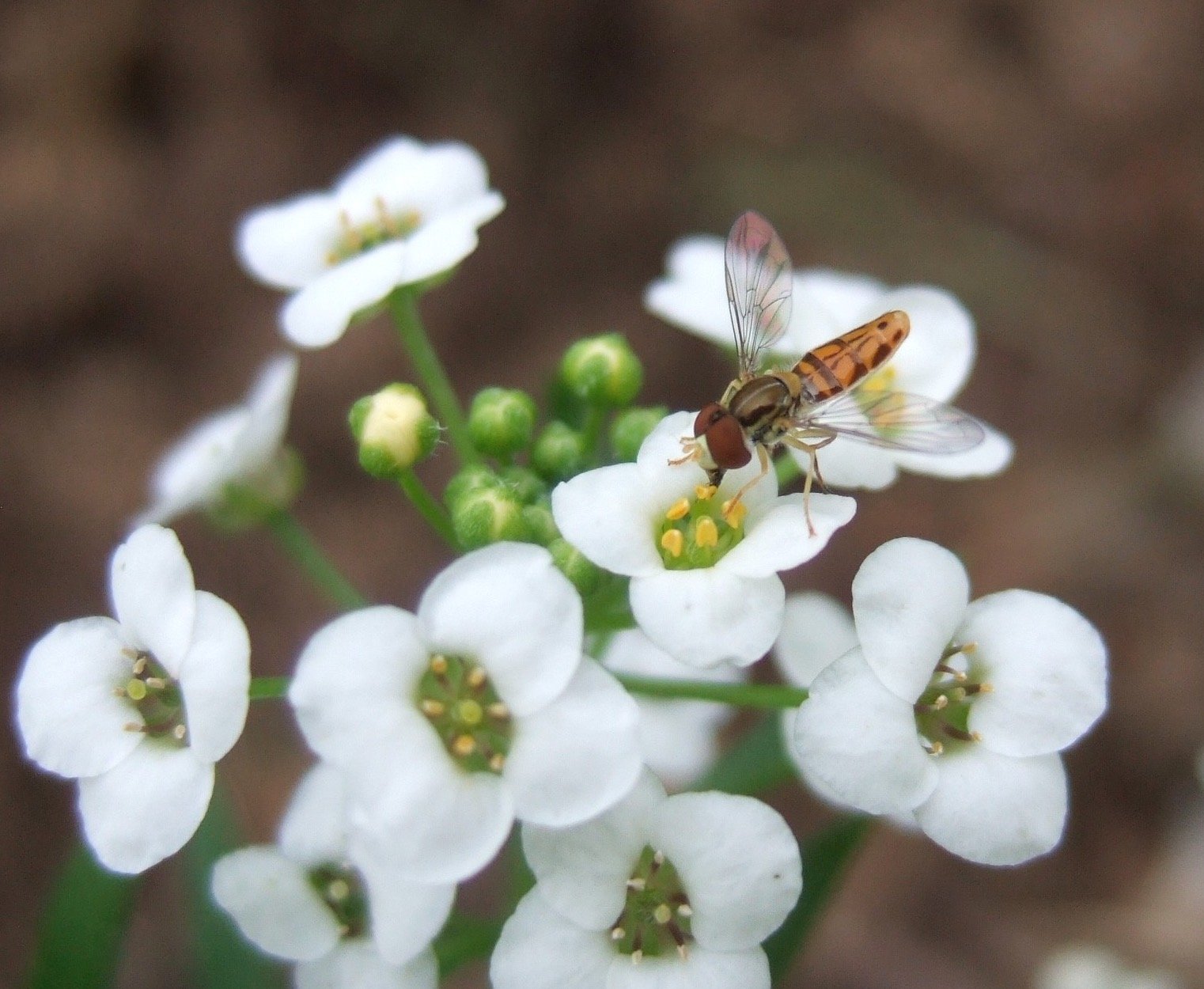Diversify syrphid fly on sweet alyssum.jpg