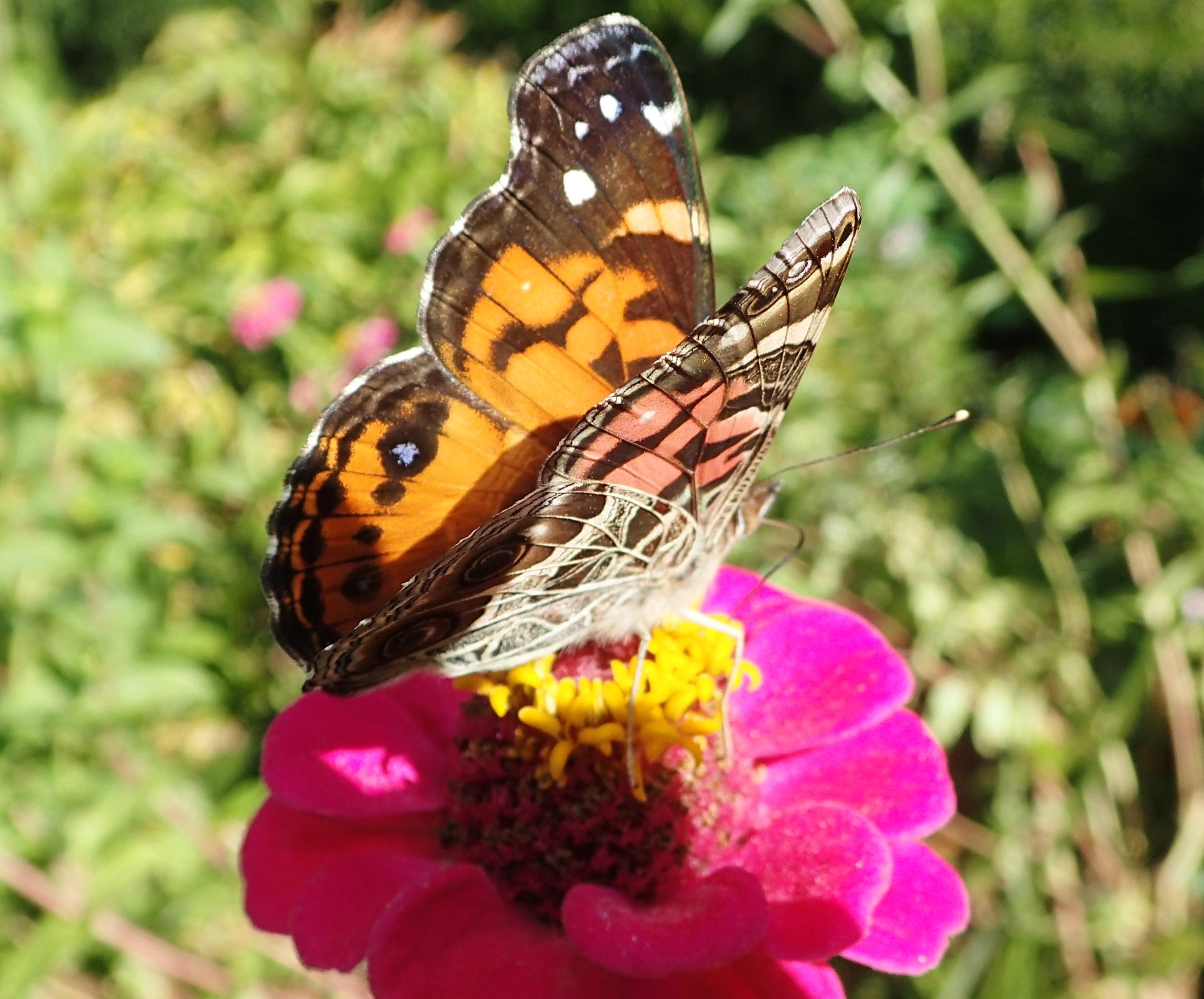 Diversify butterfly on zinnia.jpg