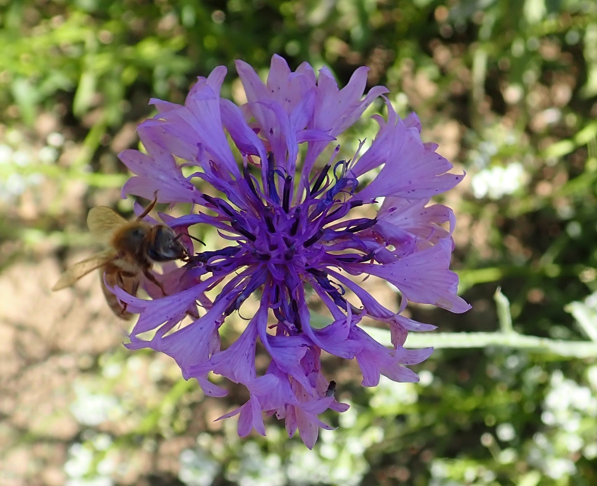 Diversify bee on cornflower.jpg