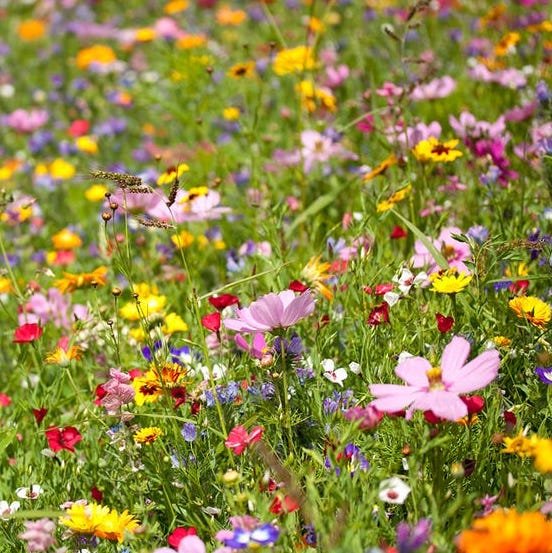 Flower spring-into-summer-wildflower-mix AM.jpg