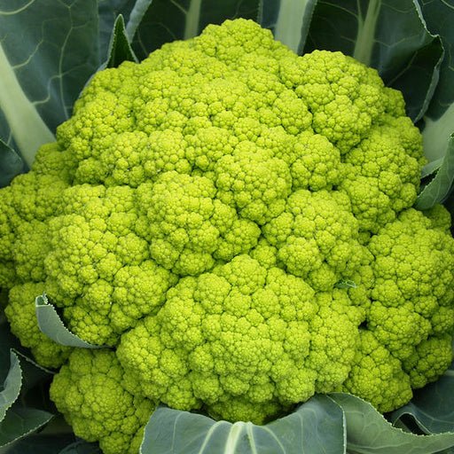 Brassica TREVI-Cauliflower WCS.jpg