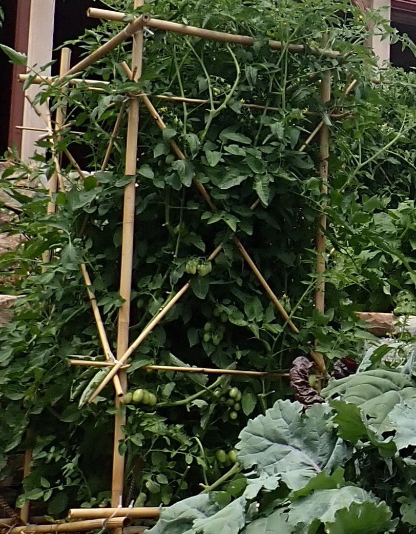 bamboo tomato trellis.jpg