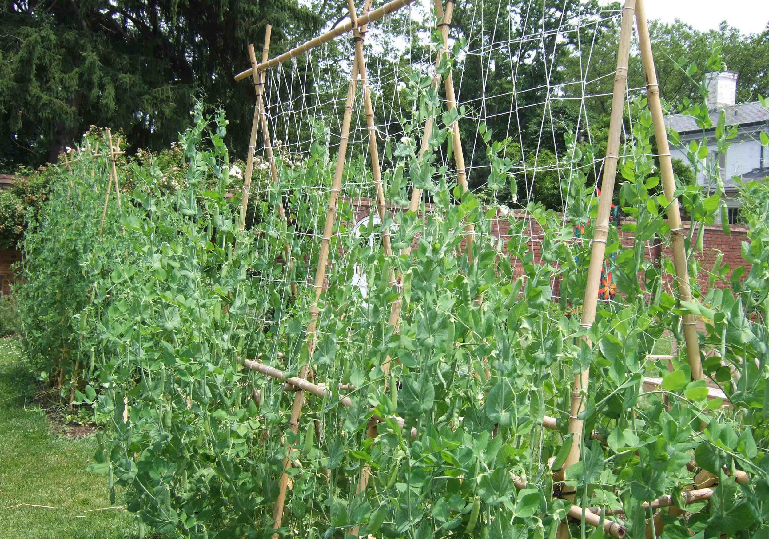bamboo and netting for peas.jpeg