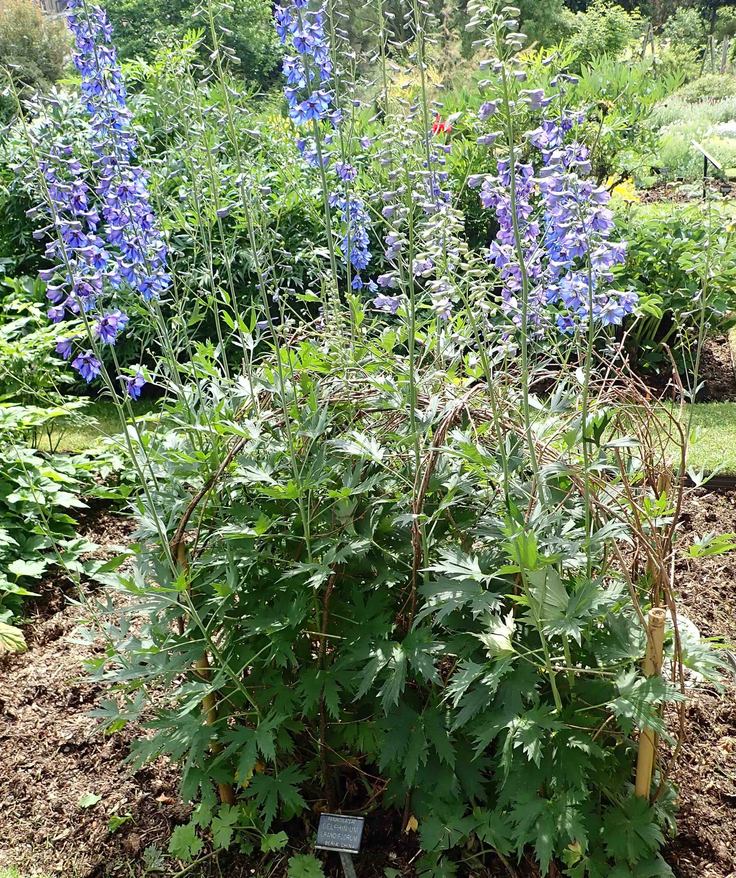branch and bamboo support for delphiniums.jpeg