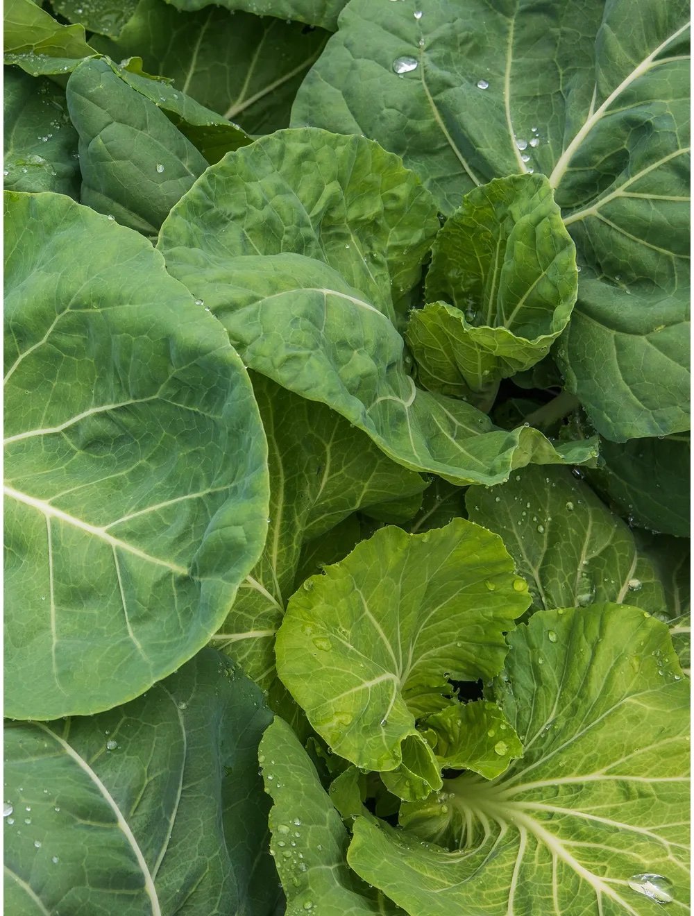 Portugese kale Burpee.jpeg