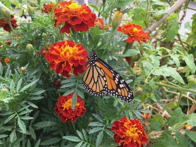 monarch on marigold.jpeg