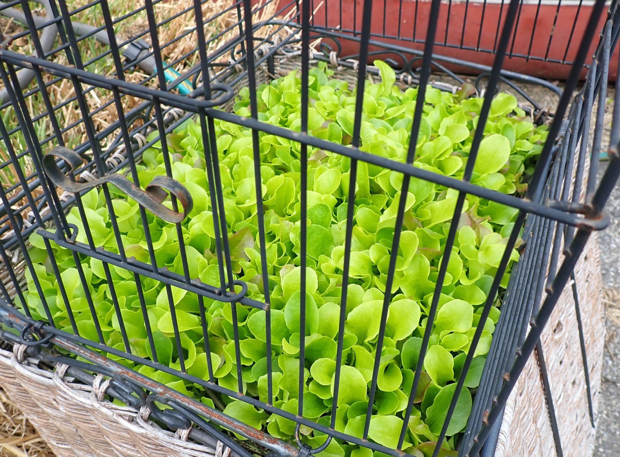 lettuce in cage.jpeg
