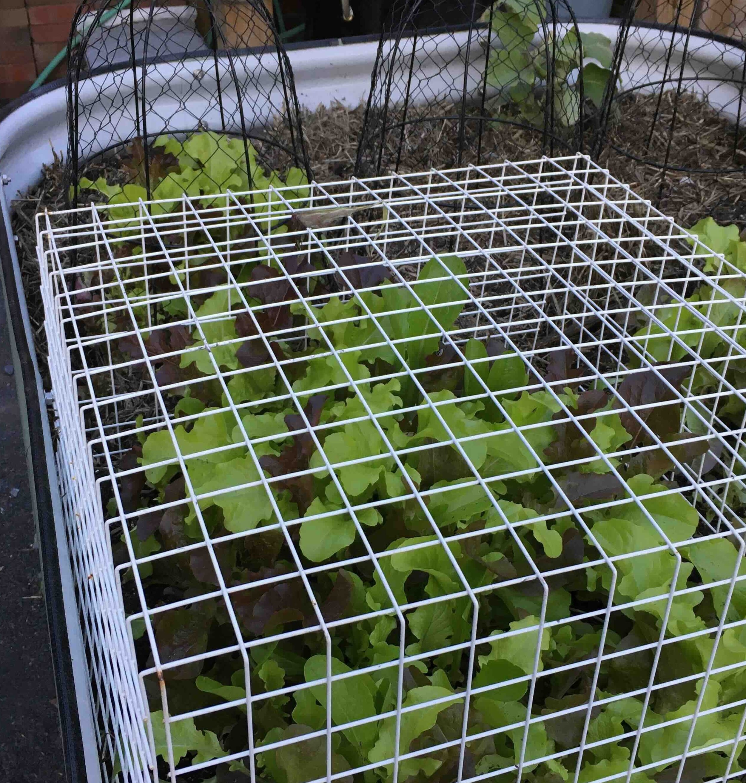 lettuce under cage.jpg