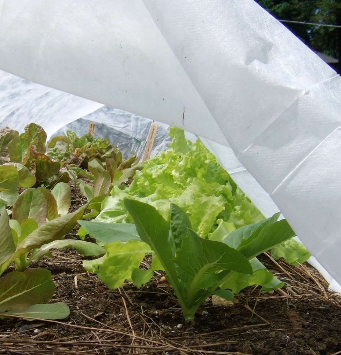 lettuce under rowcover.jpg