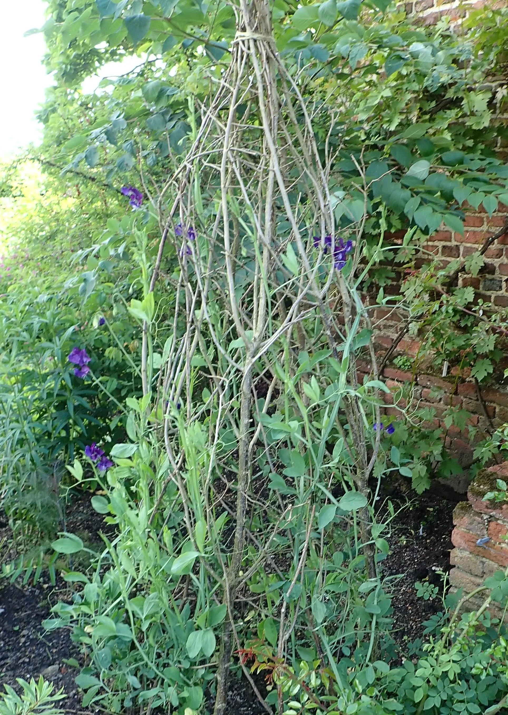 sweet peas on cut branch.jpeg