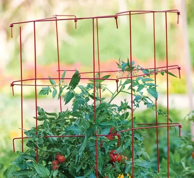 Burpee tomato cage.jpeg