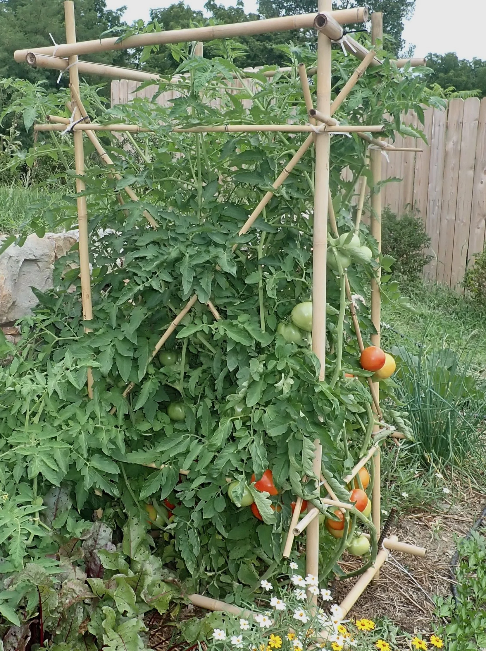 tomatoes at Glasbern.jpeg
