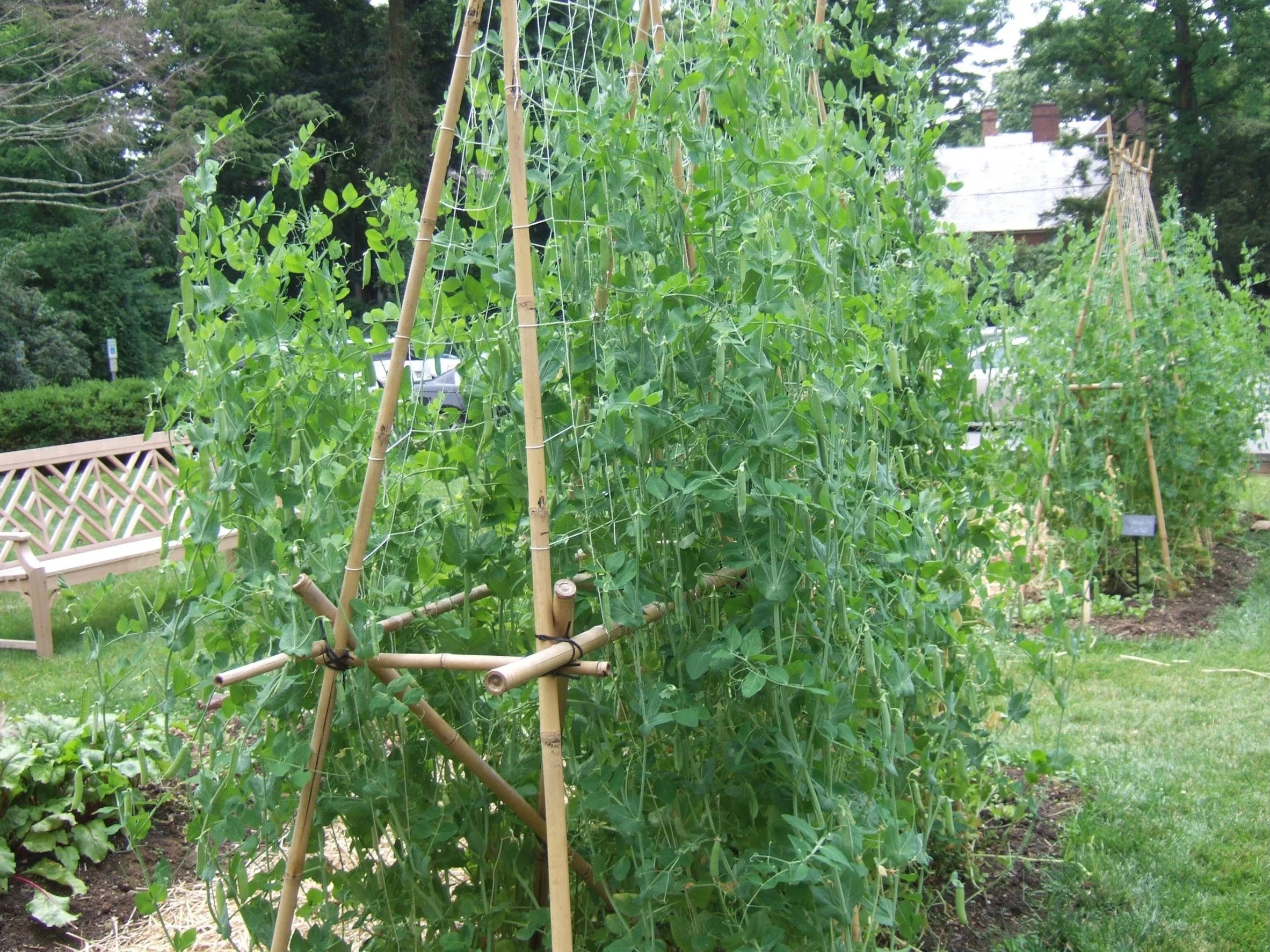Peas on bamboo trellis.jpeg