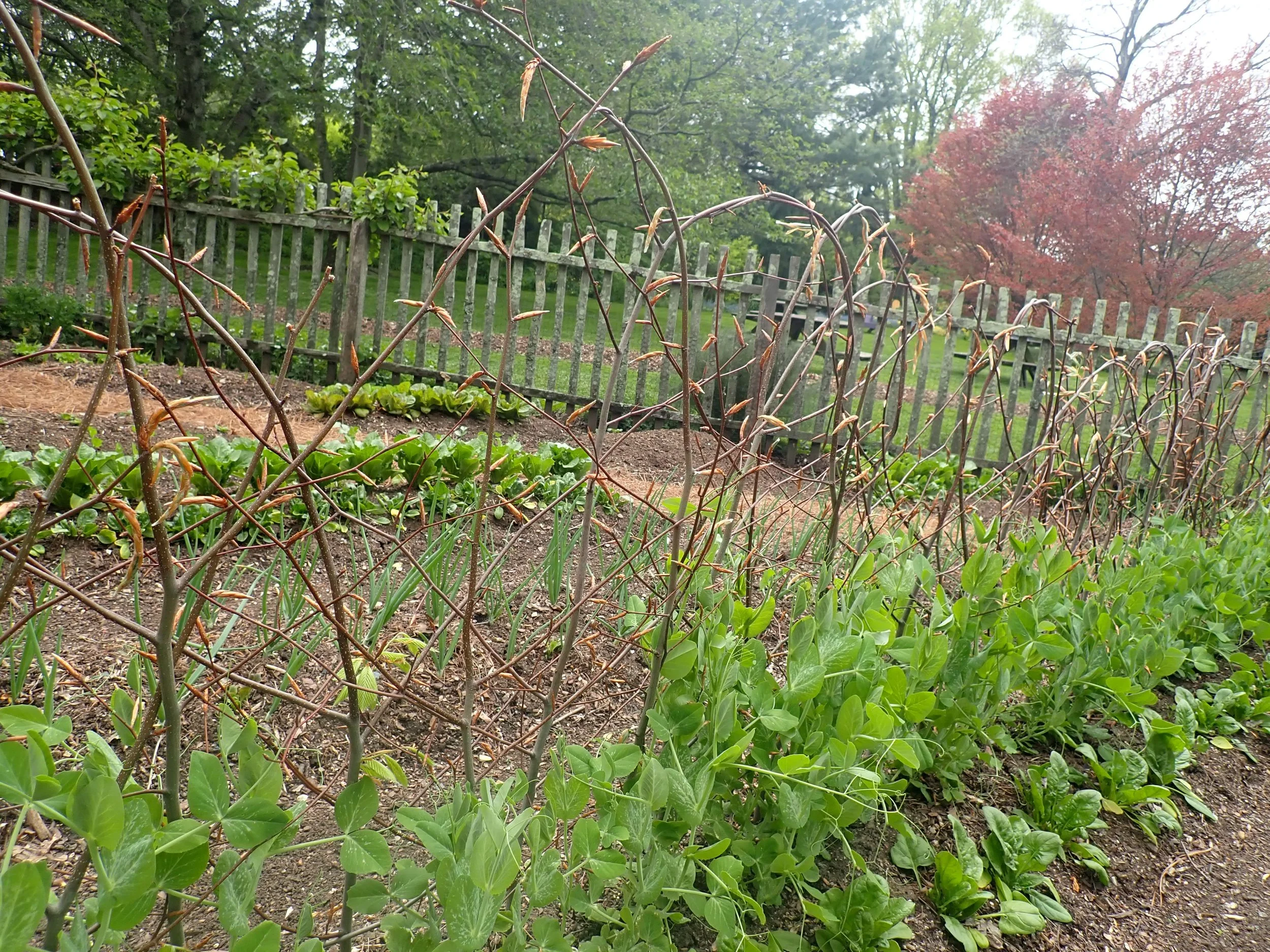 peas on beech branch trellis.jpeg