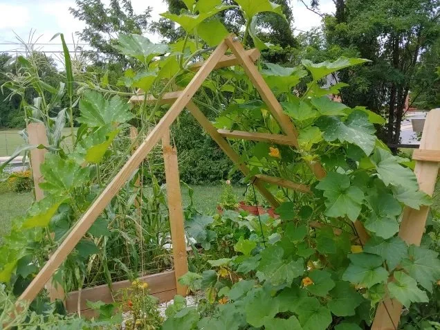 Cucumber ladder UMD.jpeg