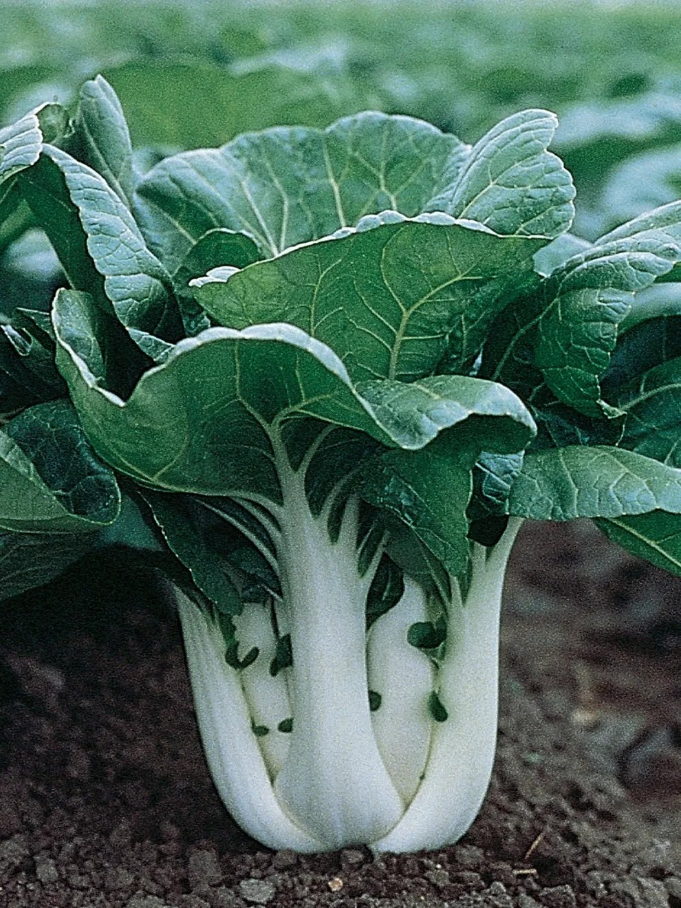 pac Choi Burpee copy.jpeg