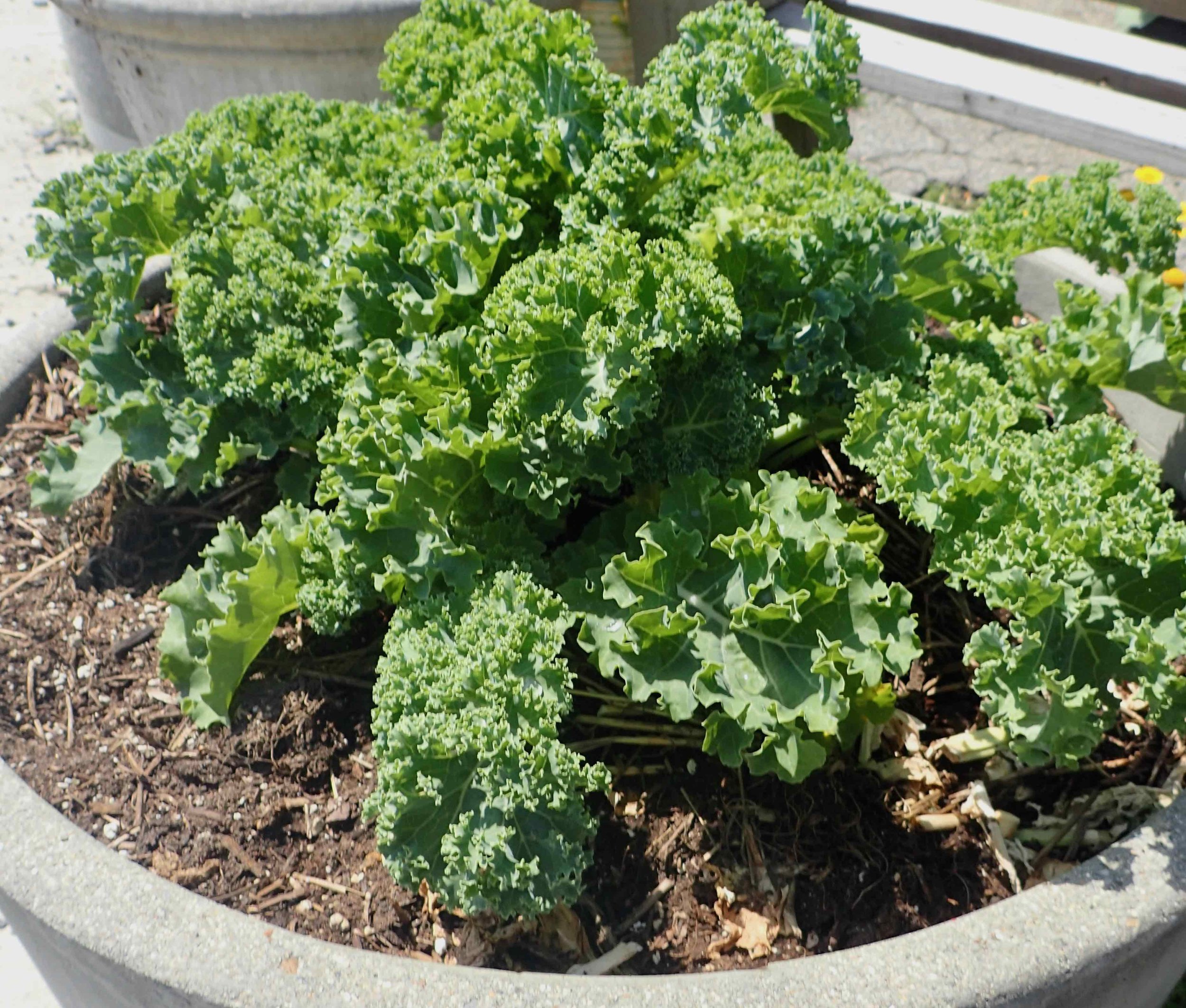 Grow Salad Greens and Herbs in Containers — Home Garden Seed Association