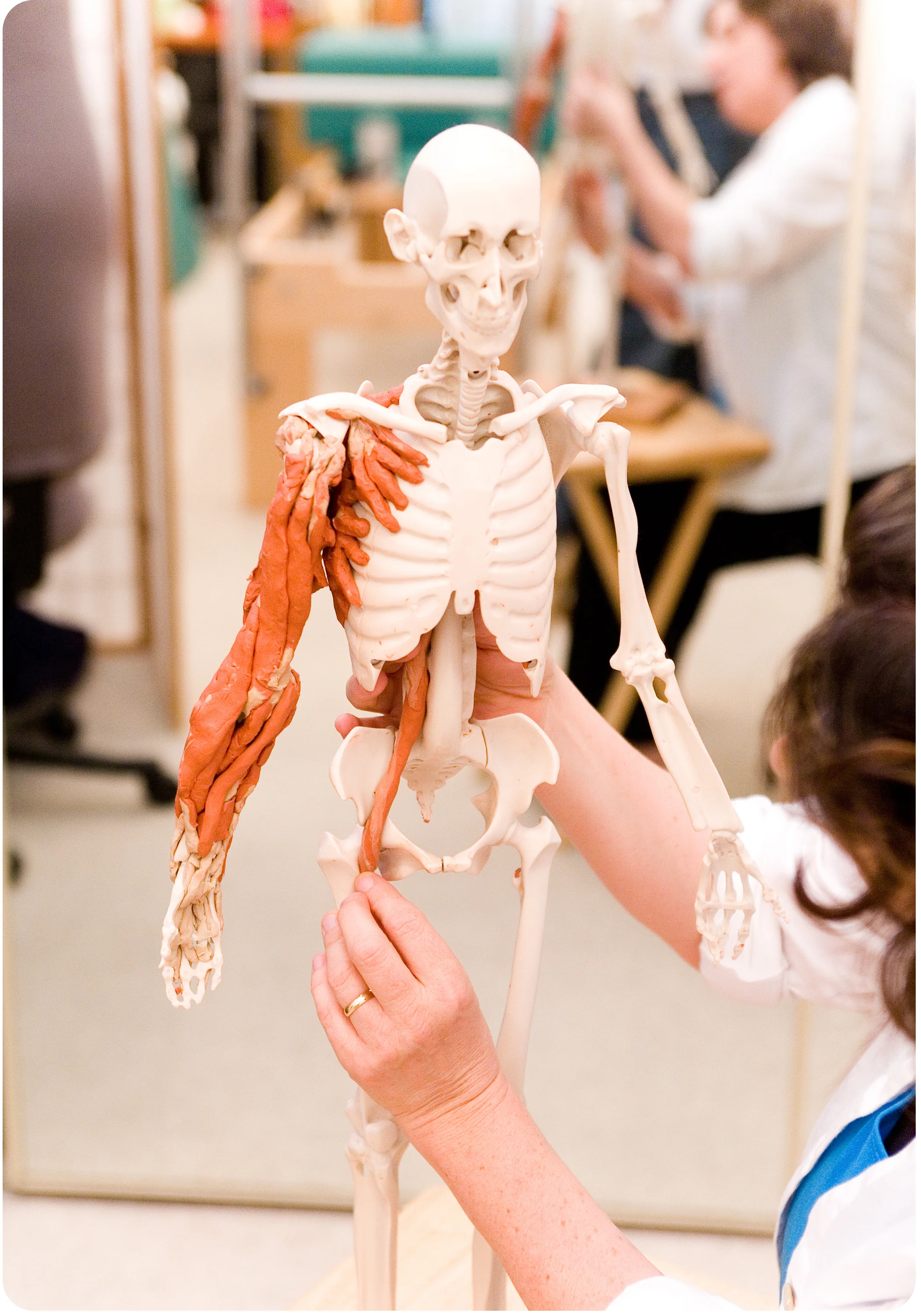 anatomy in clay image