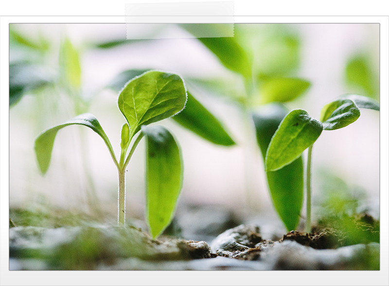 seedlings-growth.png