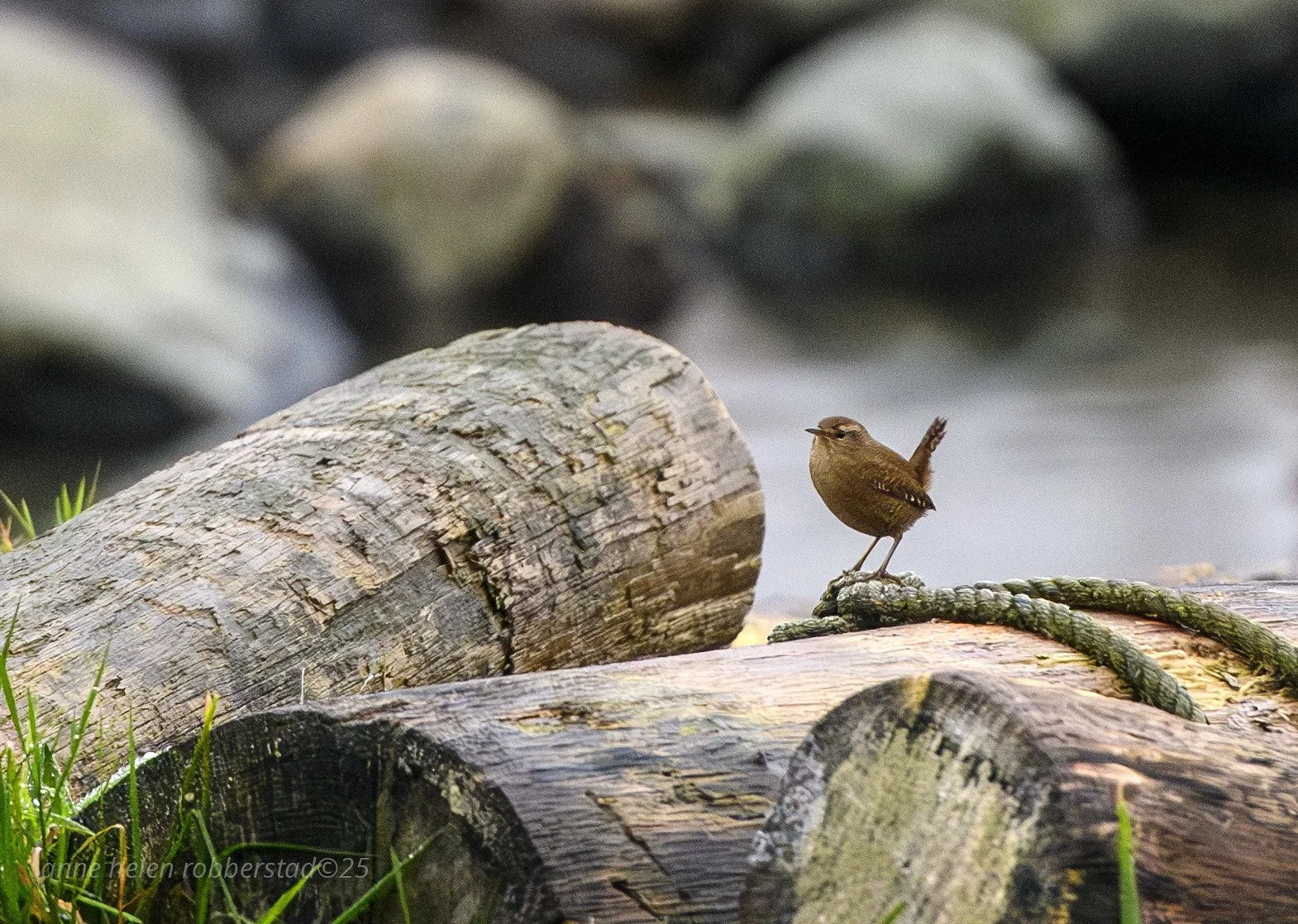 tiny little bird...