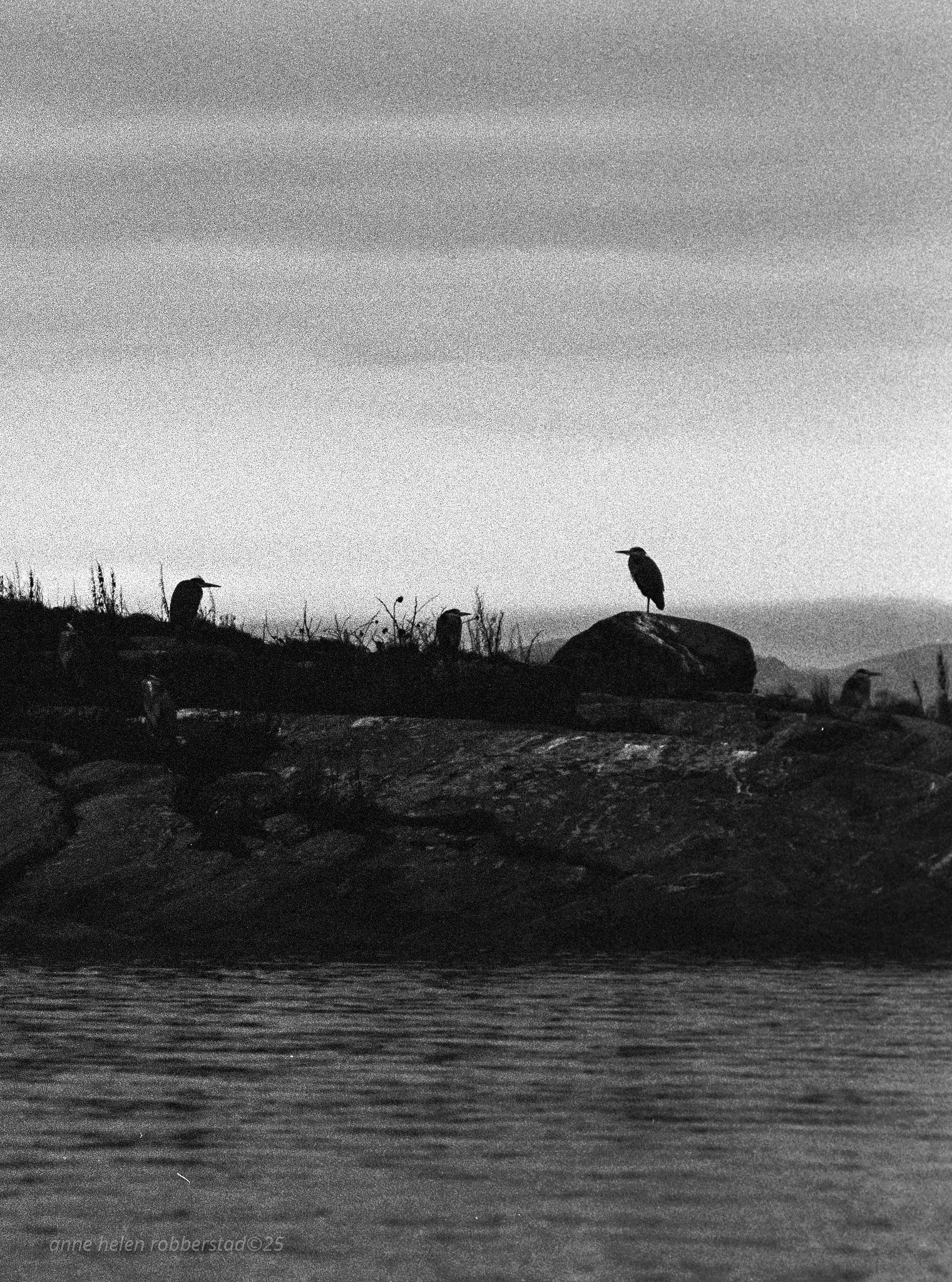 Grey heron