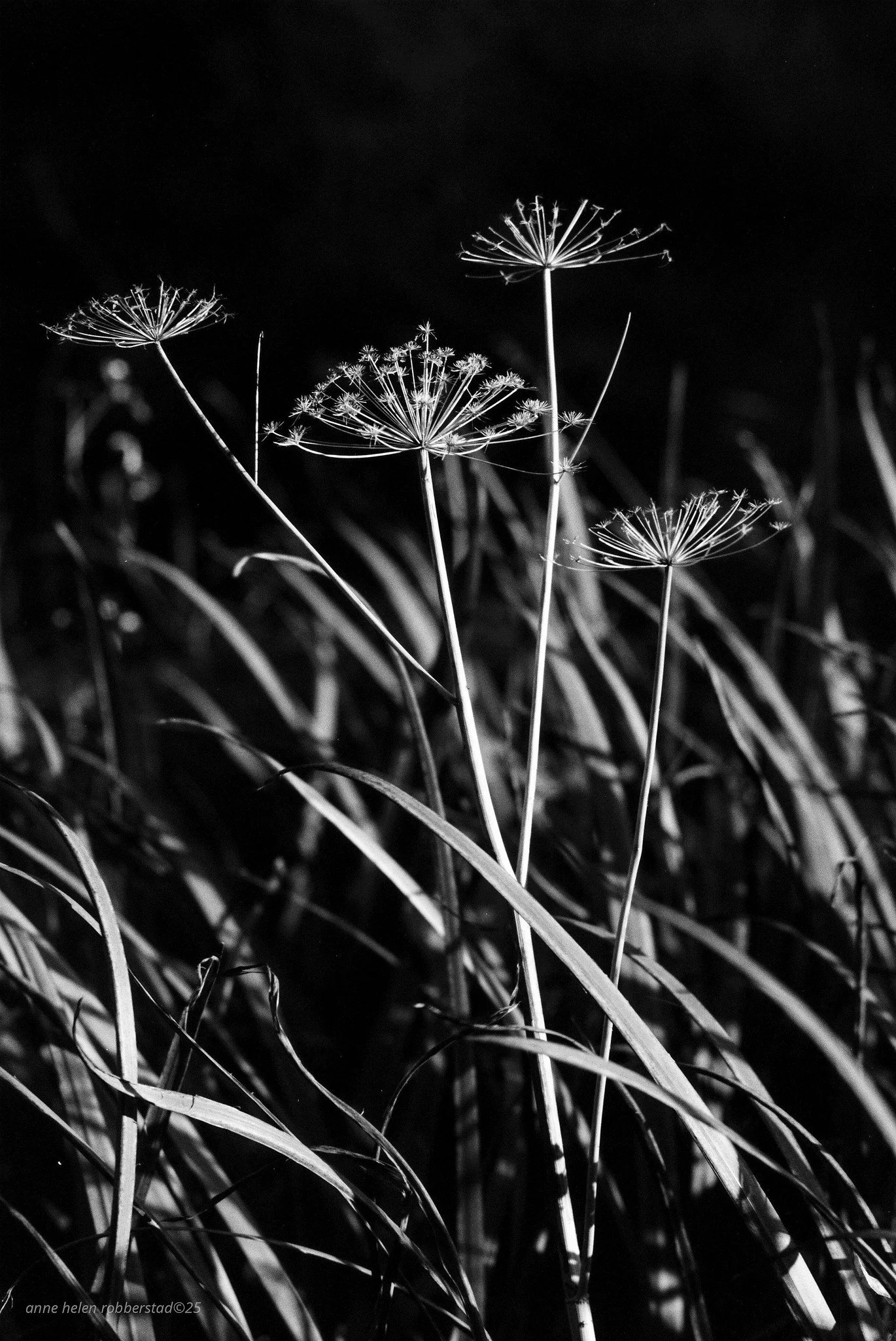 høst-plante