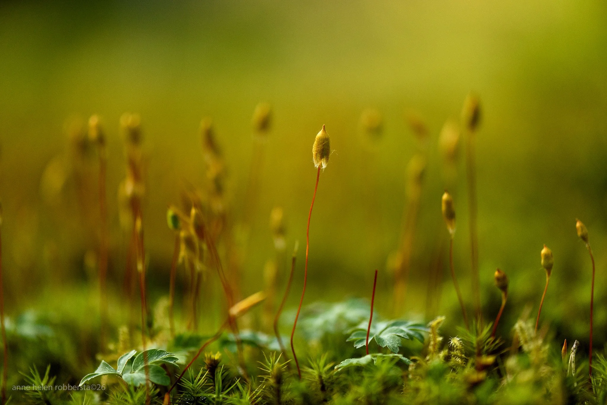 Macro landscape..