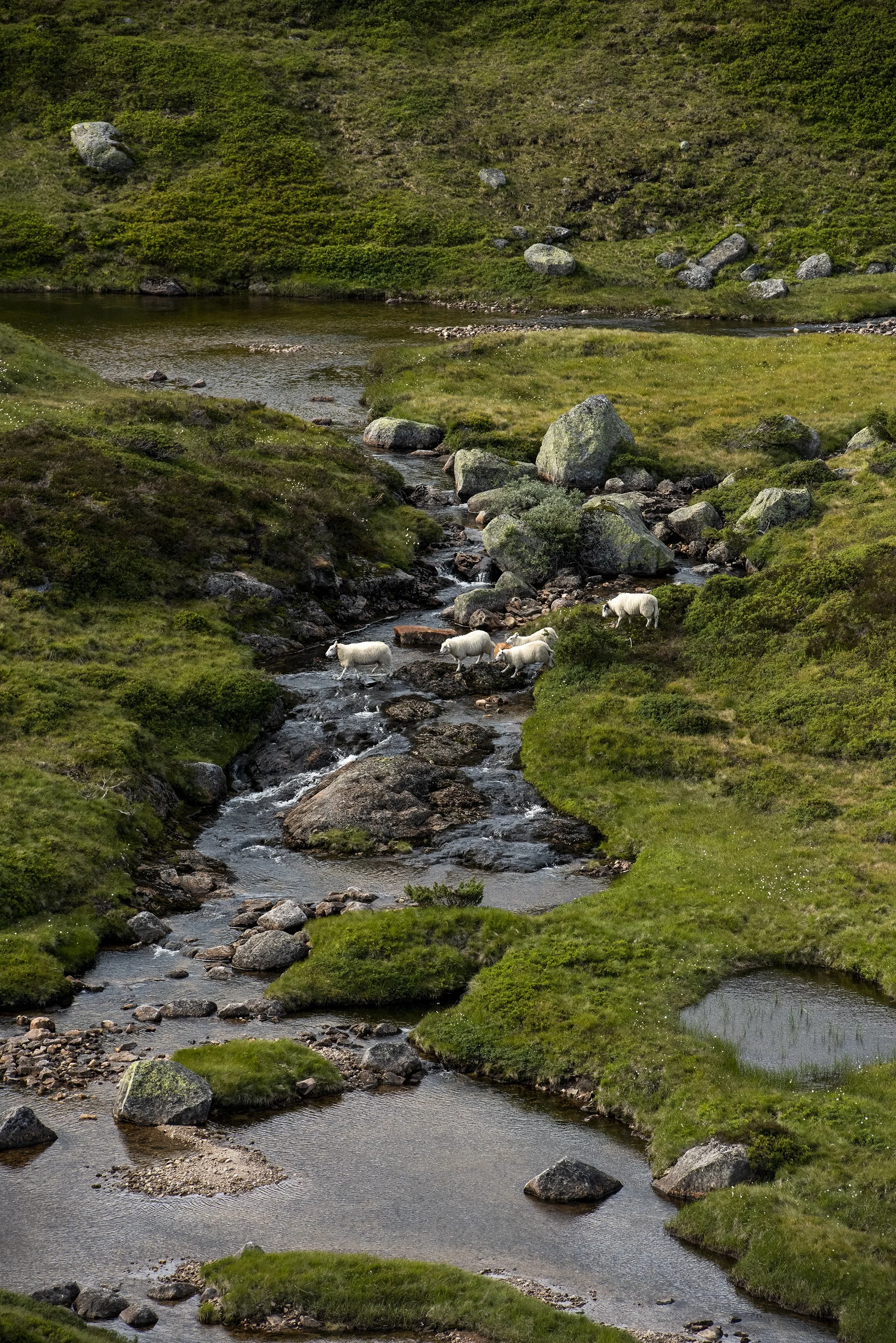 0 s.127 5_04_SIrdal sanking heia fidjleand-6757 copy.jpg