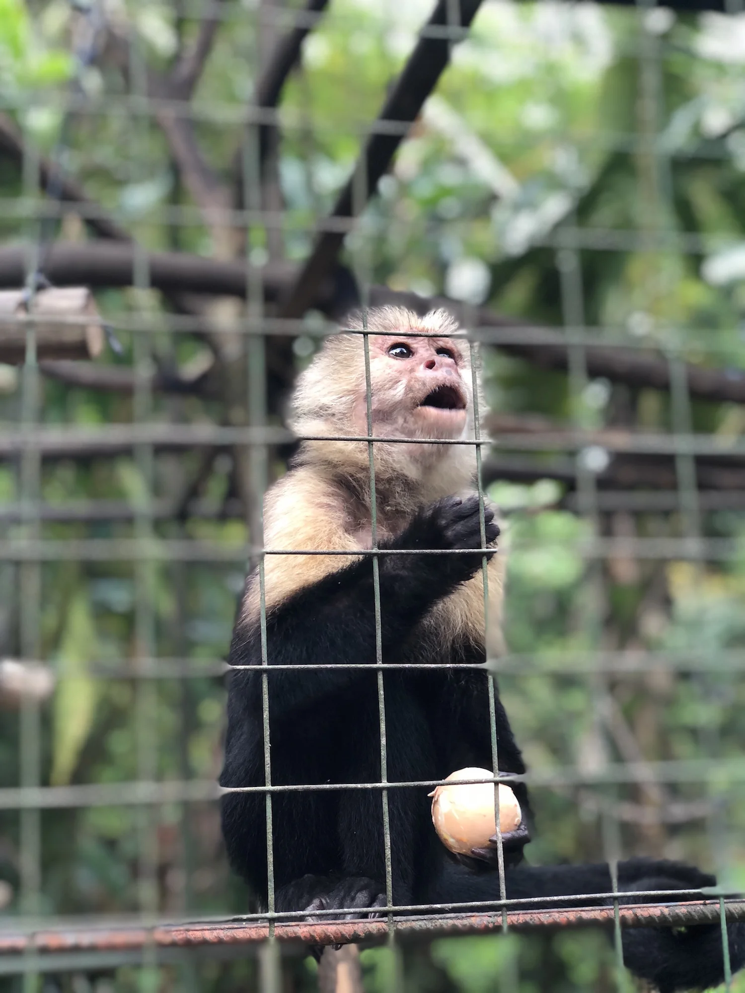 Monkey at Proyecto Asis