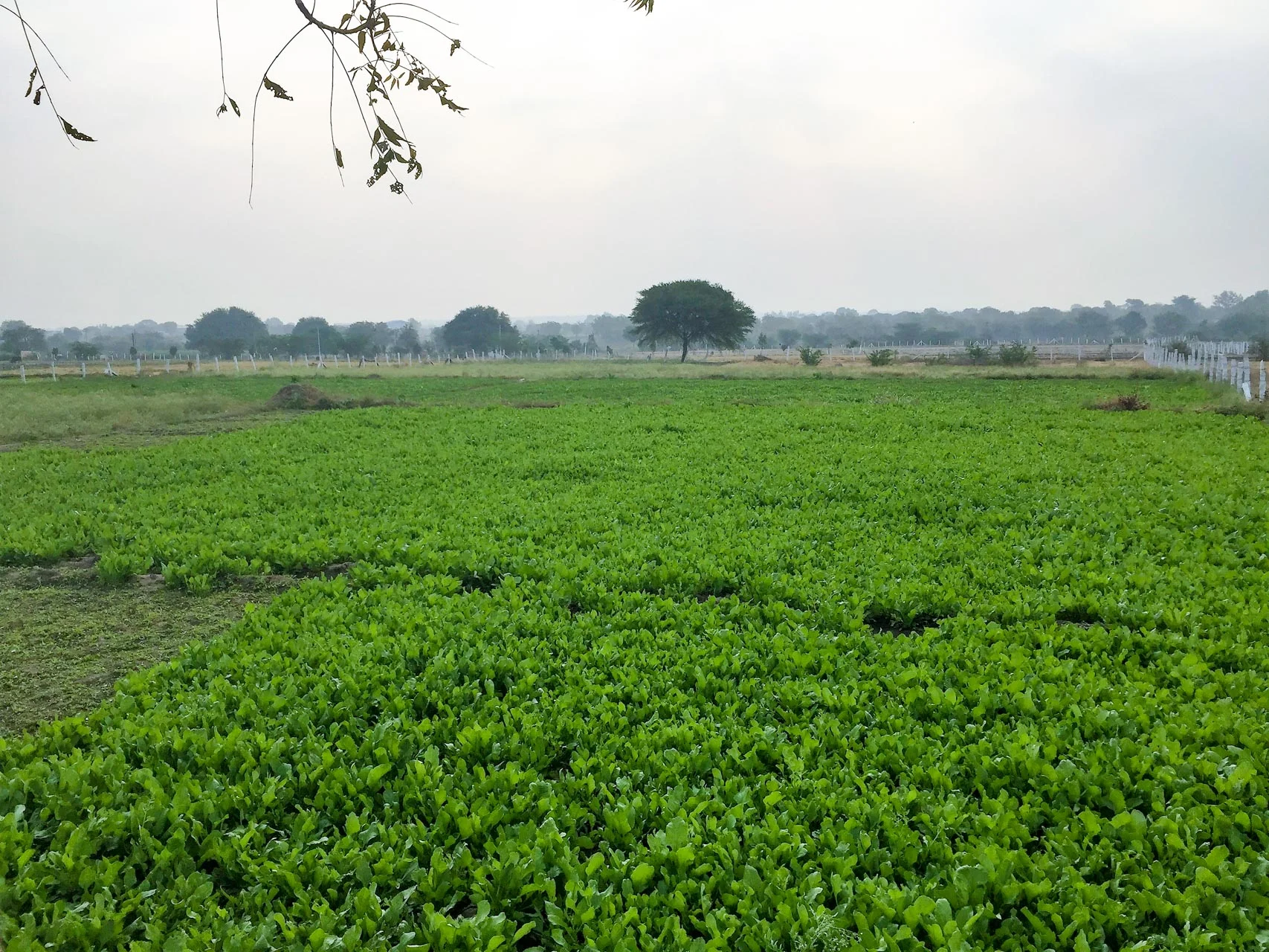 HarmonyNutraceuticals-Farms--2.jpg