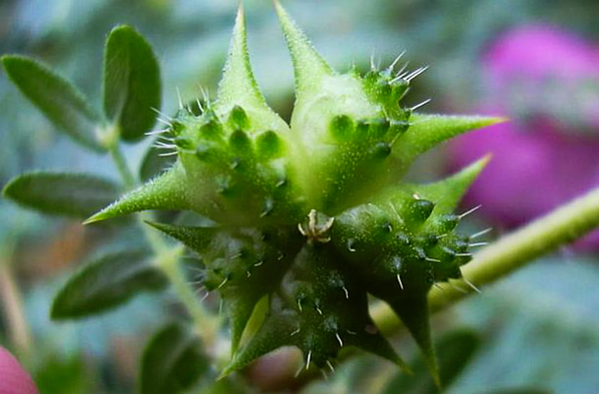 HarmonyNutraceuticals-AyurvedicPlants-1-9.jpg