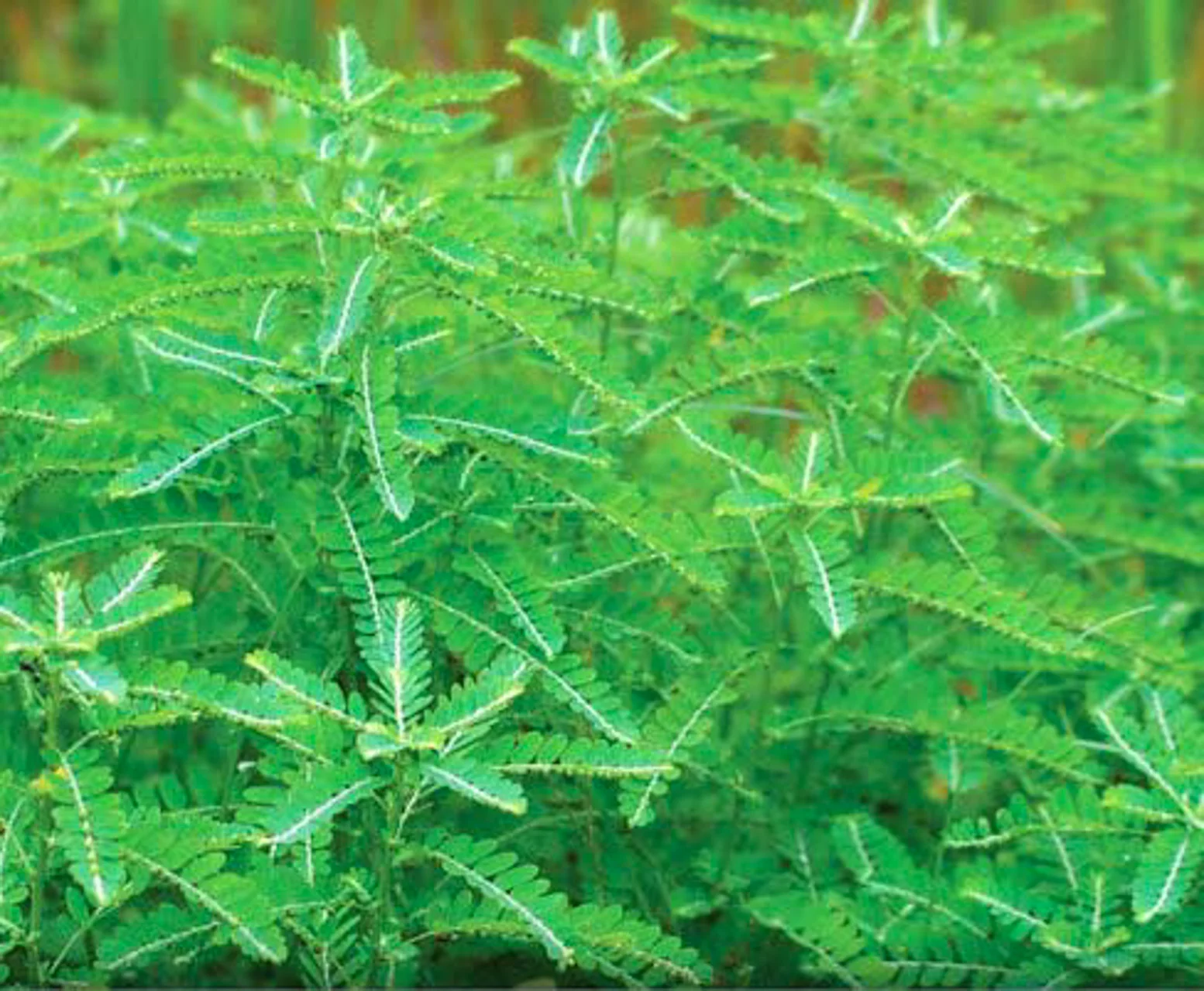 HarmonyNutraceuticals-AyurvedicPlants-2-8.jpg