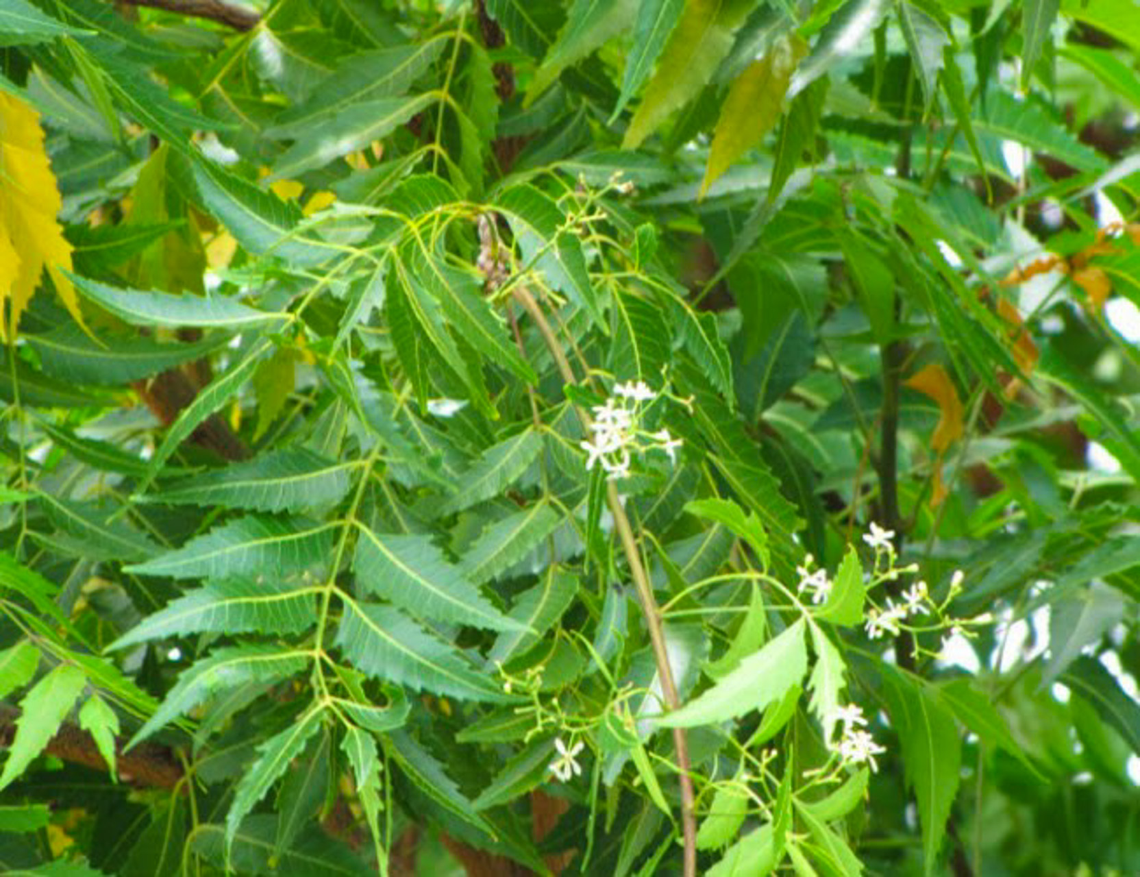 HarmonyNutraceuticals-AyurvedicPlants-2-6.jpg