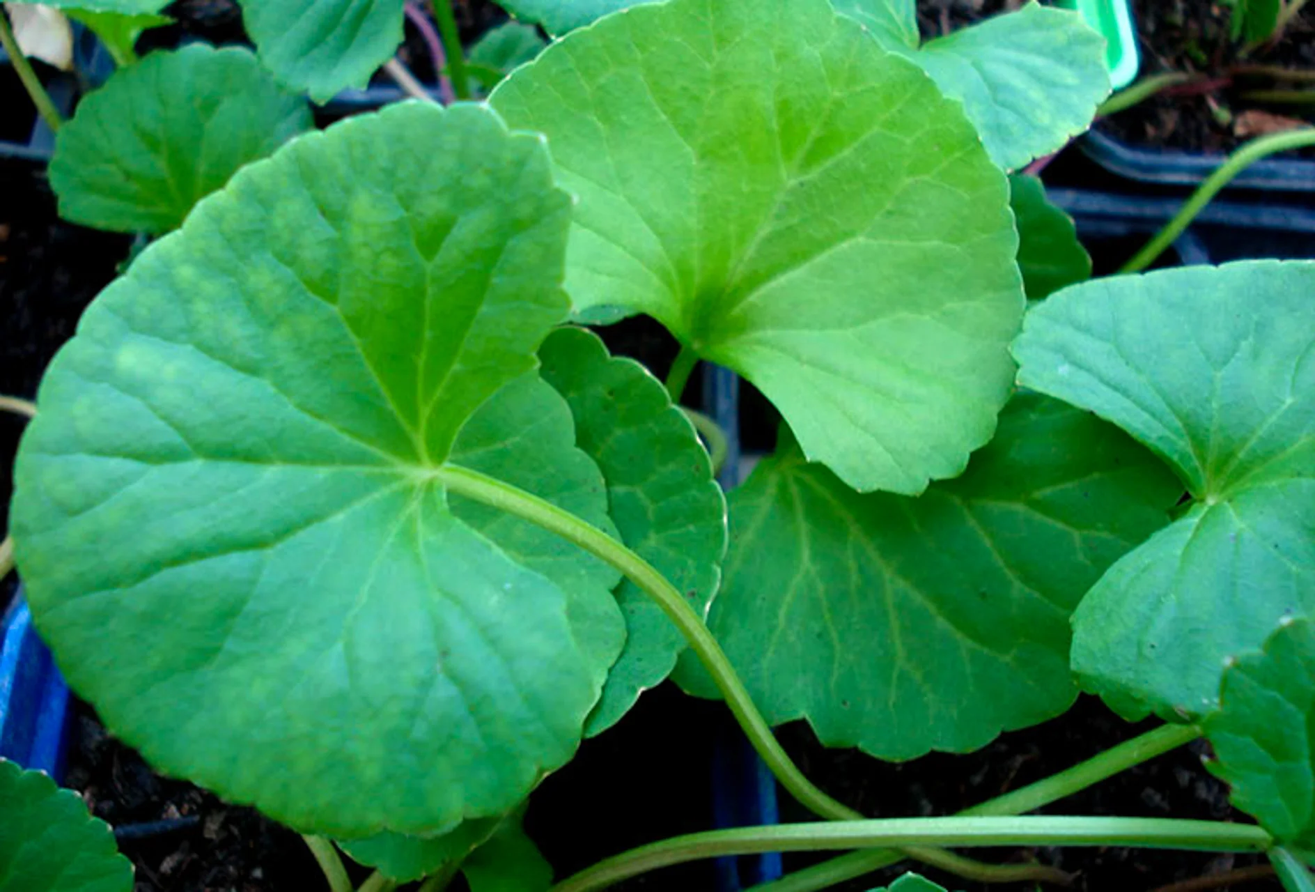 HarmonyNutraceuticals-AyurvedicPlants-2-5.jpg