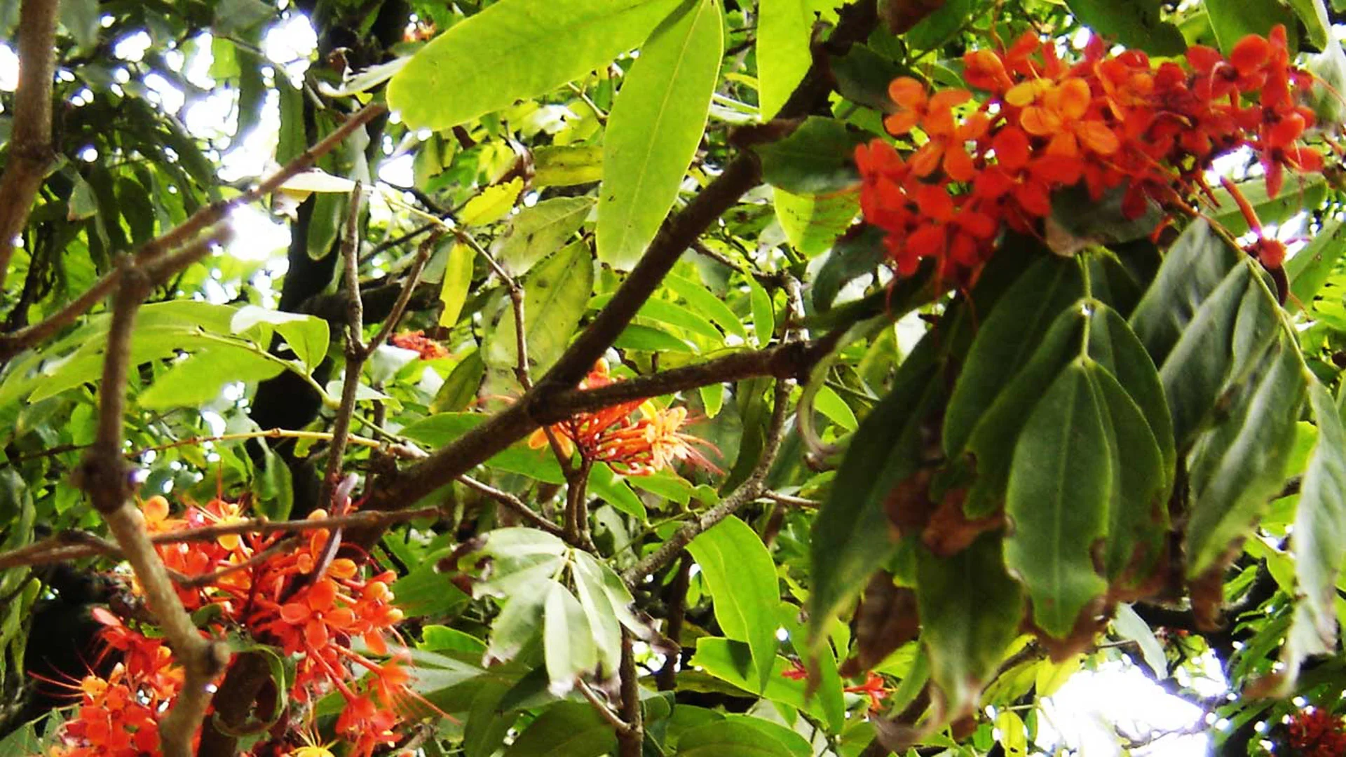 HarmonyNutraceuticals-AyurvedicPlants-1-5.jpg