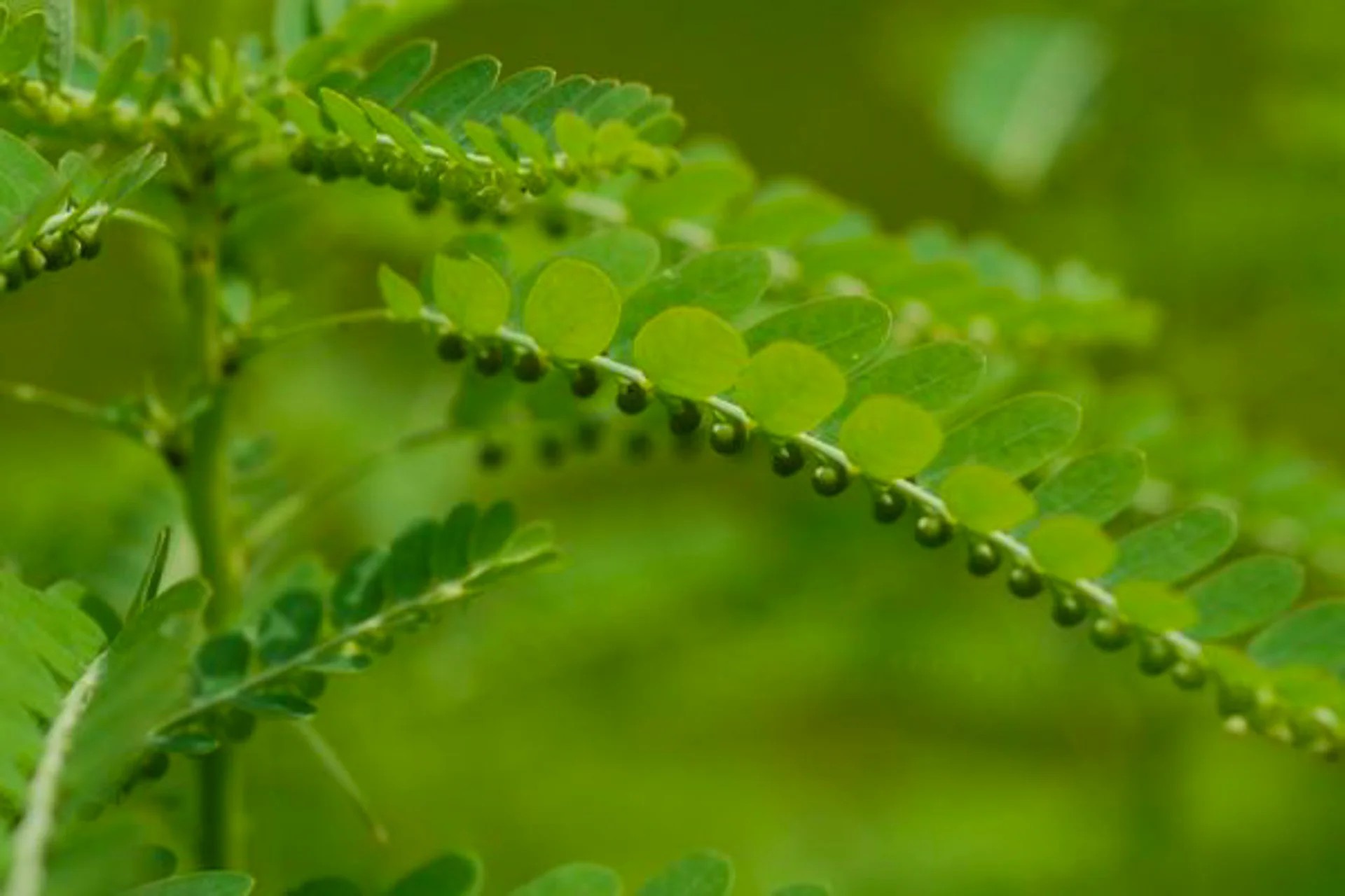 HarmonyNutraceuticals-AyurvedicPlants-1-6.jpg