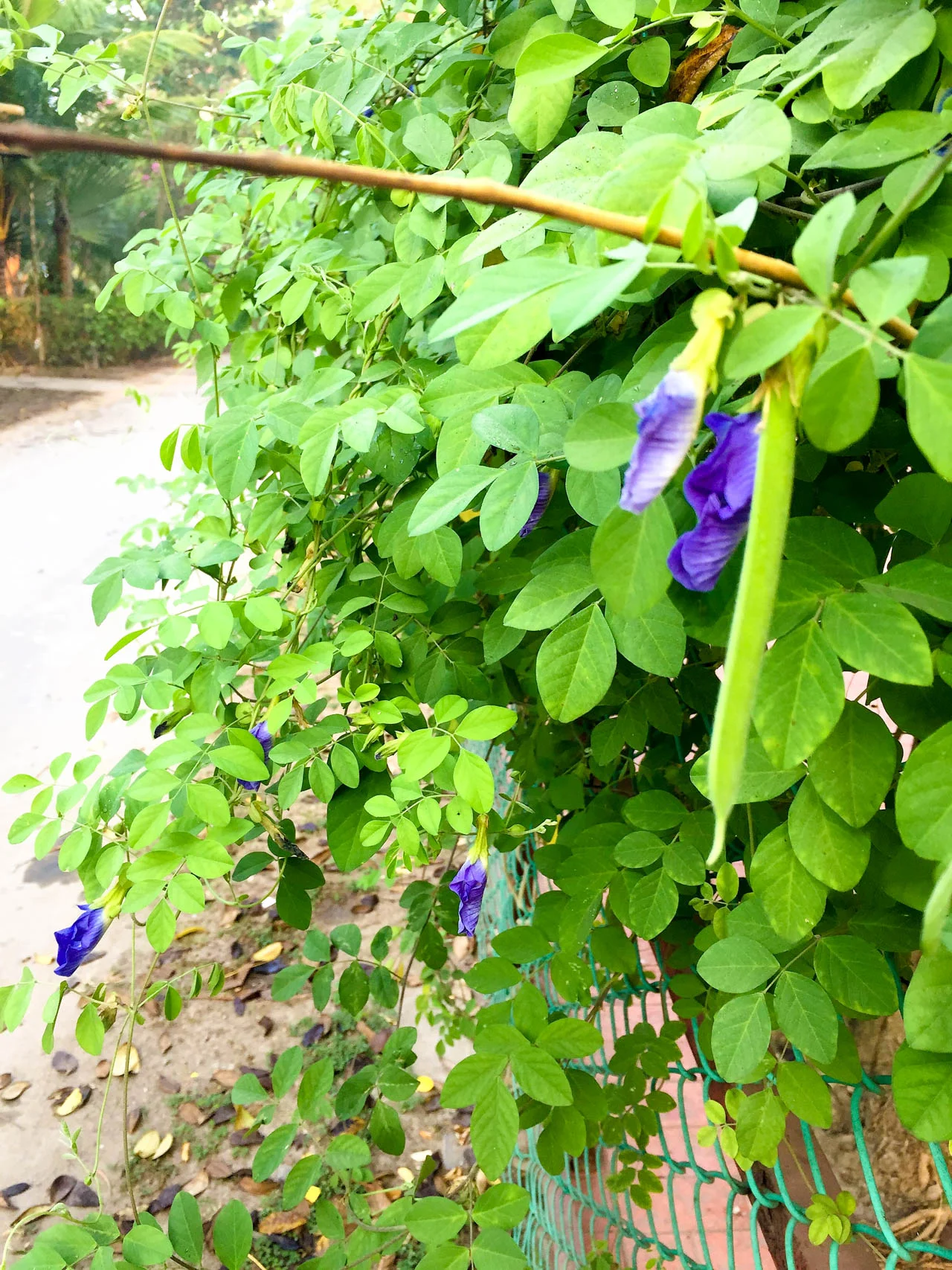 HarmonyNutraceuticals-AyurvedicPlants--2.jpg