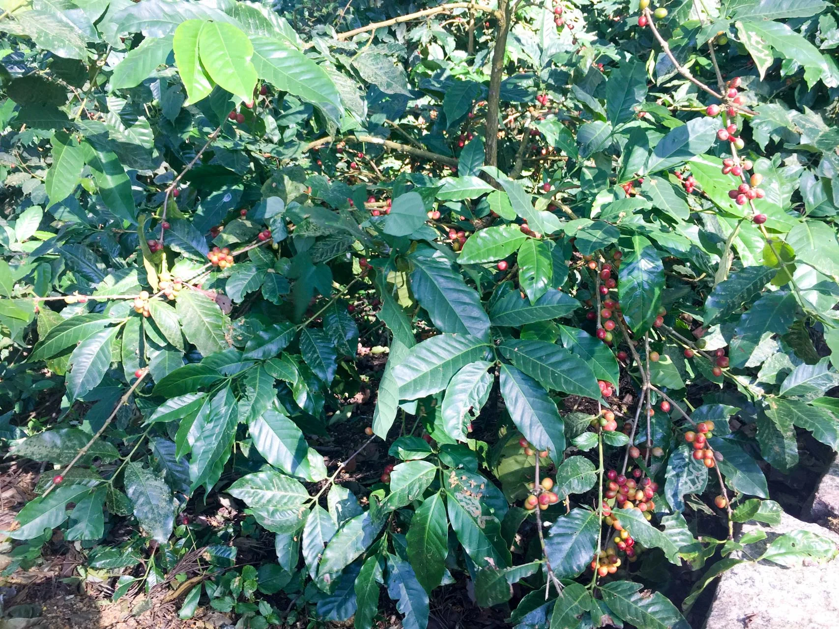 HarmonyNutraceuticals-AyurvedicPlants-4322.jpg